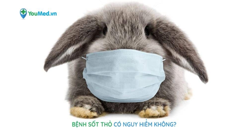 Bệnh sốt thỏ có nguy hiểm không?