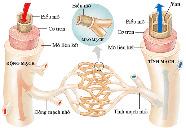Cấu trúc các mạch máu