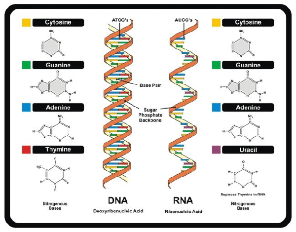 Hình minh hoạ DNA