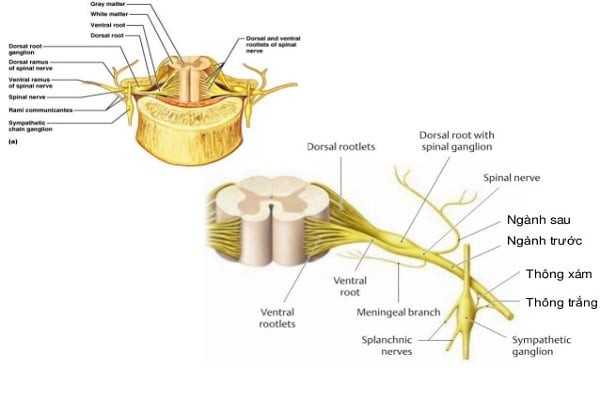 Dây thần kinh tủy được gọi là dây pha
