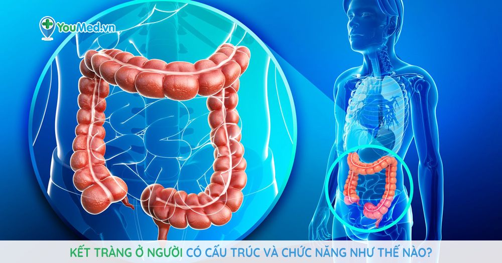 Kết tràng ở người có cấu trúc và chức năng như thế nào?