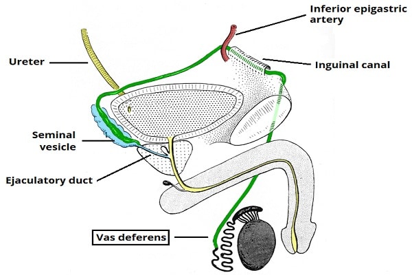 Ống dẫn tinh ở người