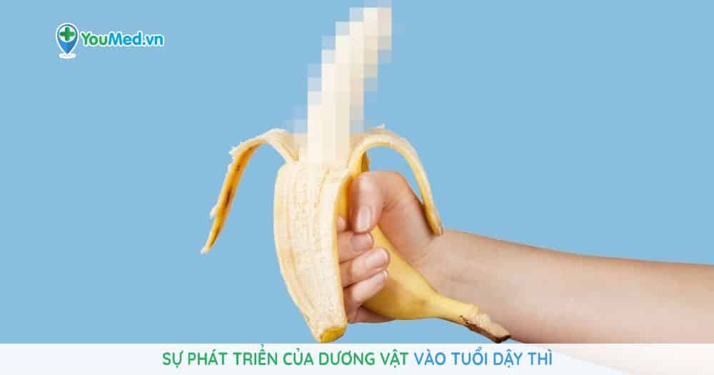 Sự phát triển của dương vật vào tuổi dậy thì