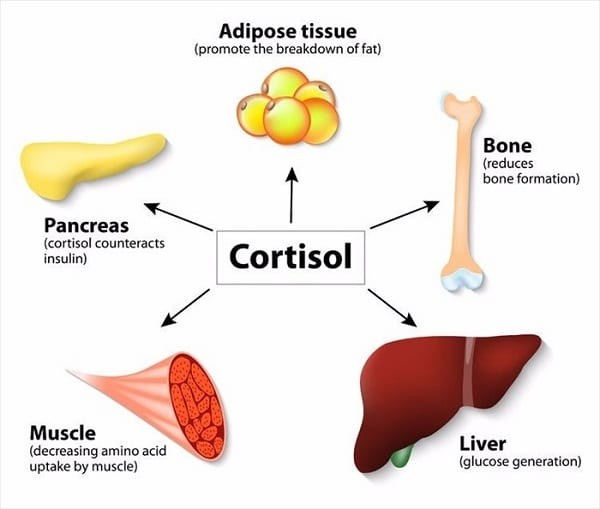 Tác dụng cortisol