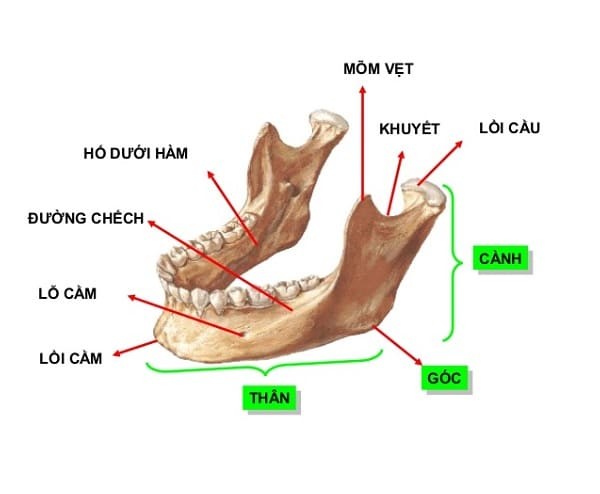 cấu trúc xương hàm dưới