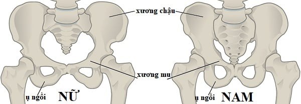 Sự khác biệt giữa xương chậu nam và nữ