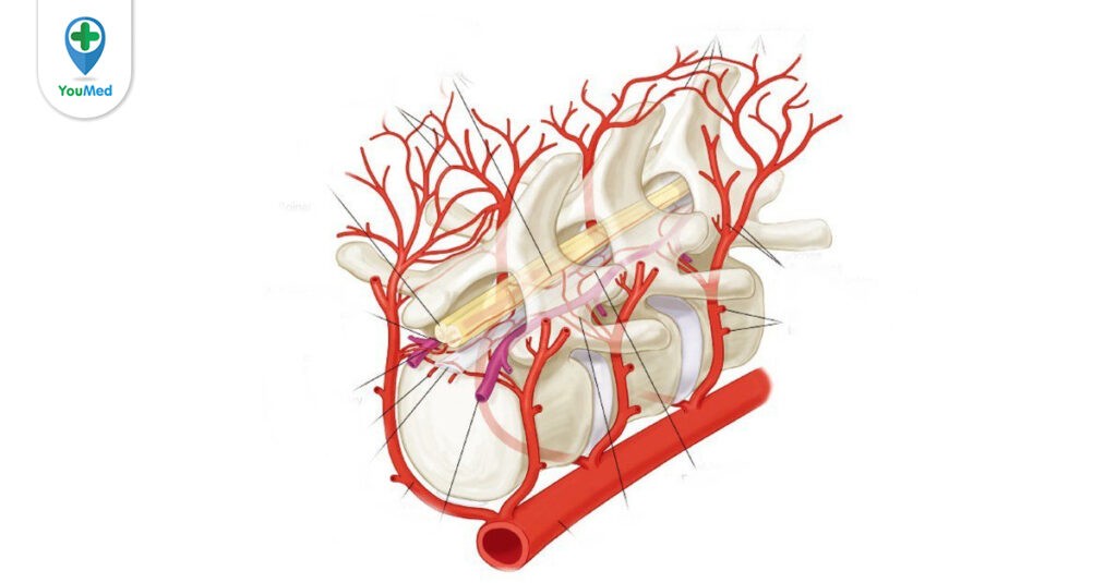 Dị dạng mạch máu tủy sống: Tổng hợp thông tin bạn cần biết