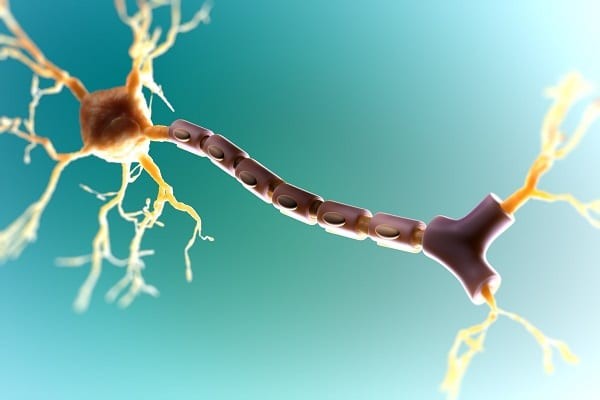 Tế bào thần kinh với bao myelin
