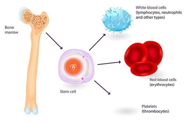 Tế bào gốc tủy xương có số lượng nhiều hơn