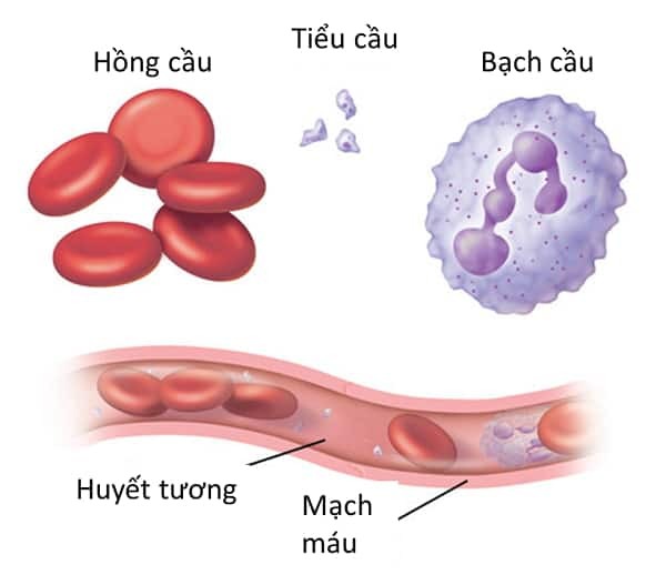 Các loại tế bào máu