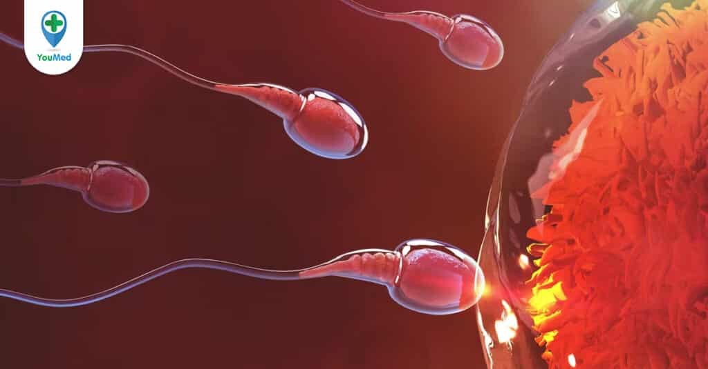 Tinh trùng: Tế bào sinh dục nam quan trọng