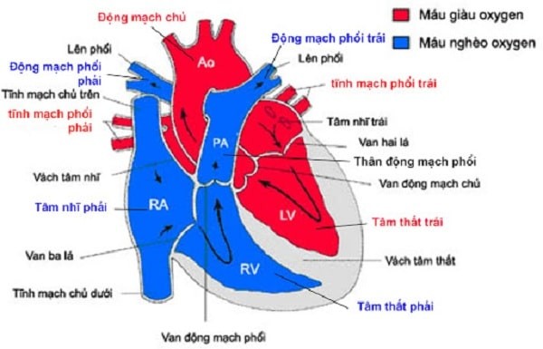 Sơ đồ cấu trúc của tim bình thường