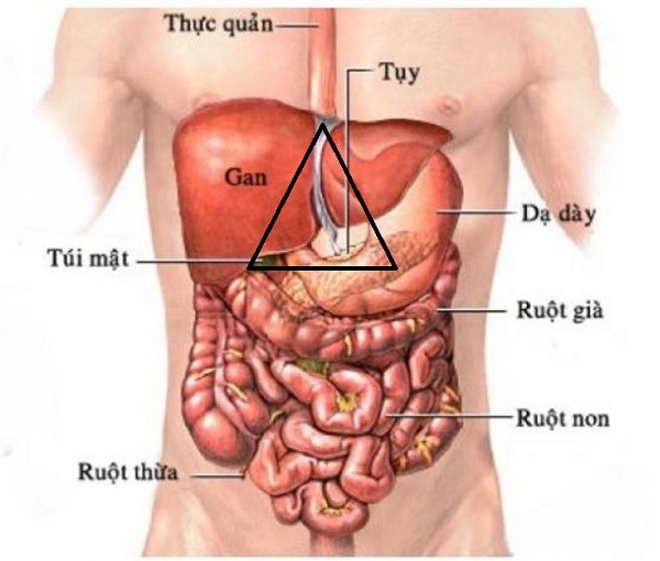 Vùng thượng vị nằm ở đâu? Tại sao nó lại quan trọng? – YouMed