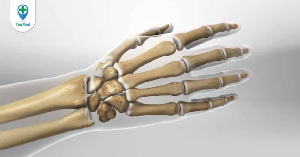 Xương bàn tay: Một cấu trúc xương tinh tế