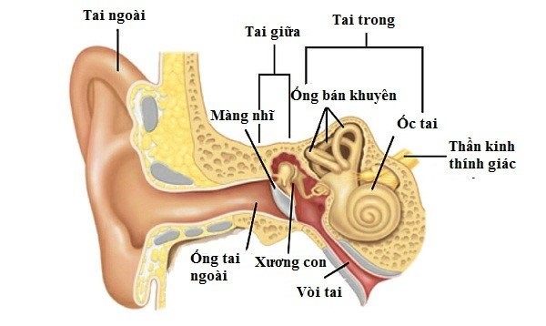 Tai được chia thành tai ngoài, tai giữa và tai trong