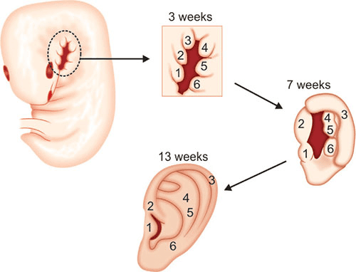 Sự phát triển của sáu ụ His để tạo thành vành tai hoàn chỉnh