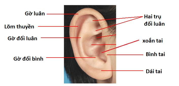 Hình thể ngoài của loa tai