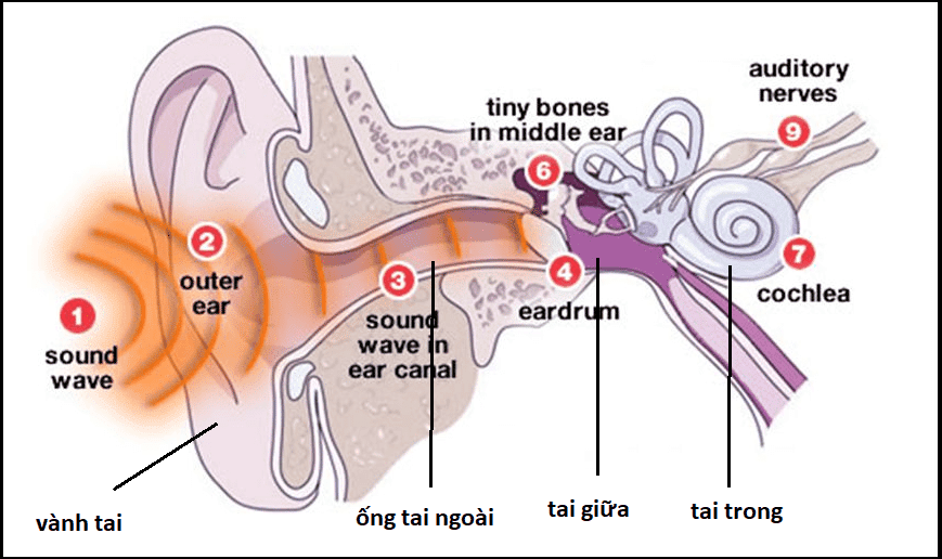 Vành tai giúp thu nhận âm thanh và hướng âm thanh vào trong ống tai