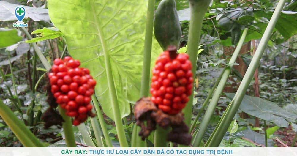 Cây Ráy: Thực hư loại cây dân dã có tác dụng trị bệnh