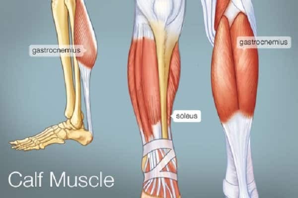 Các cơ ở bắp chân - bắp chân to cơ