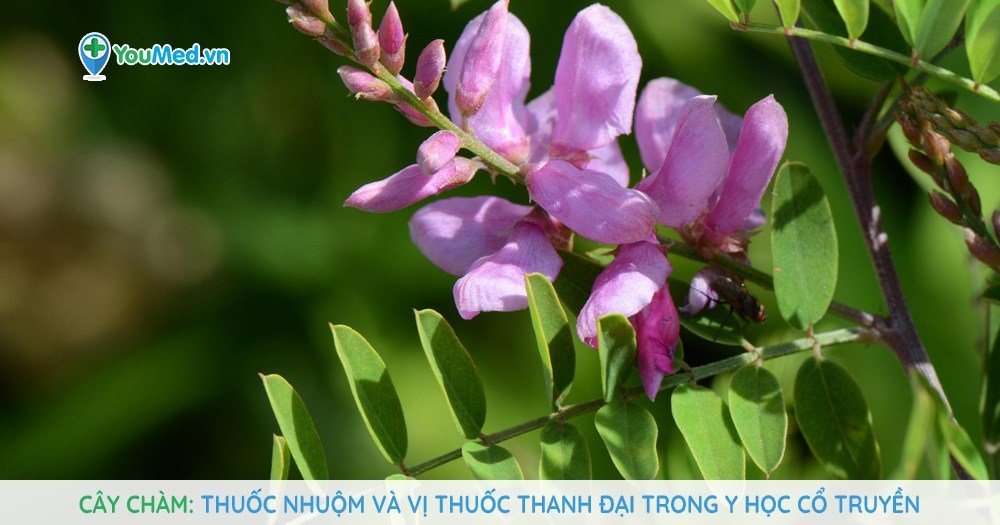 Cây chàm: Thuốc nhuộm và vị thuốc Thanh đại trong y học cổ truyền