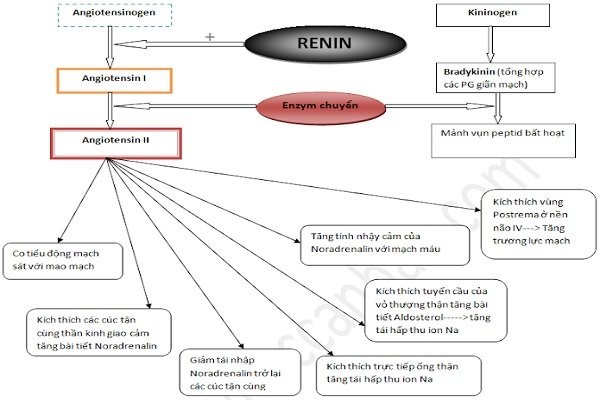 Hoạt hóa Renin - Angiotensin