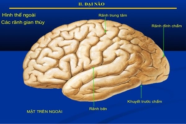Rãnh trung tâm của não
