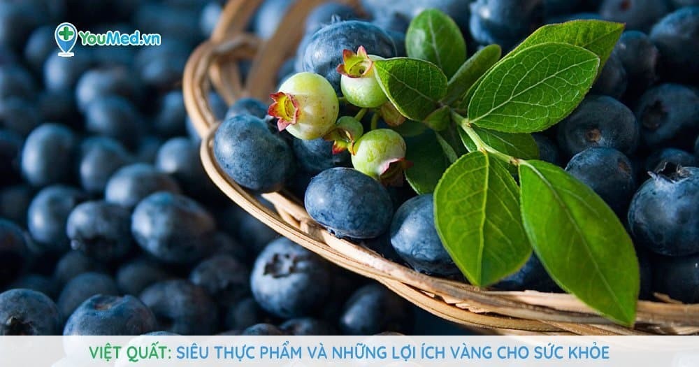 Việt quất: Siêu thực phẩm và những lợi ích vàng cho sức khỏe