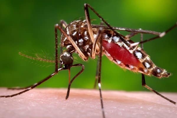 Cà độc dược có tác dụng đuổi muỗi