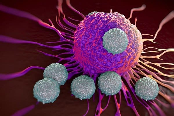 Các nghiên cứu chỉ ra cây Muối có tác dụng trong điều trị ung thư