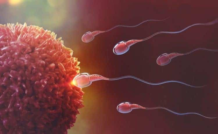 Khi một tinh trùng thâm nhập vào trứng, sự thụ tinh sẽ xảy ra