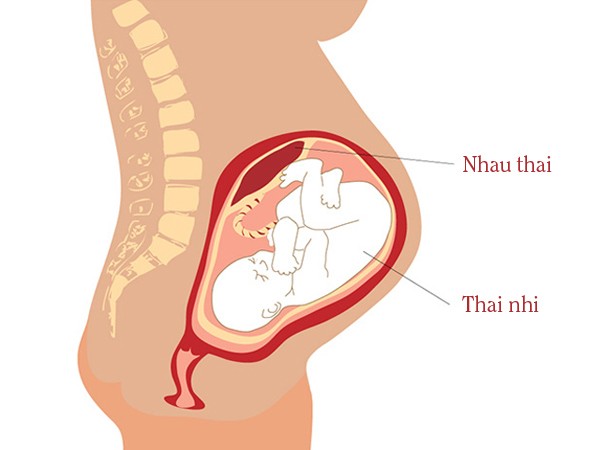 Nhau thai và thai nhi trong tử cung