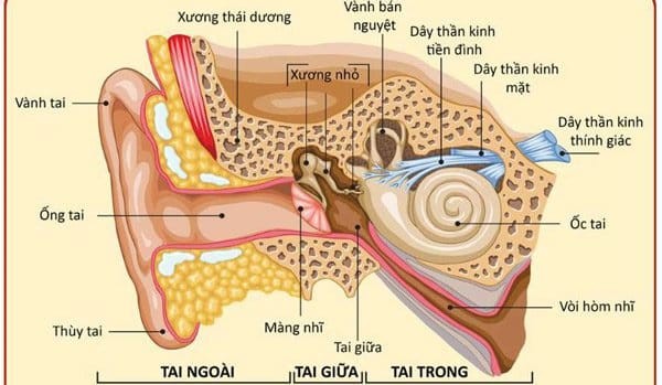 Cấu tạo của ốc tai