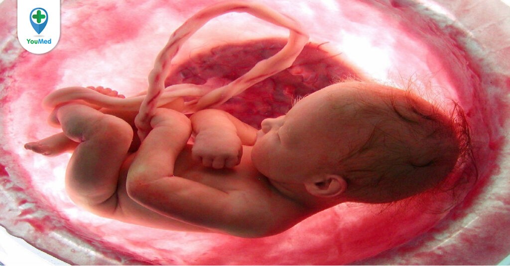 Sự hình thành và phát triển của thai nhi trong bụng mẹ