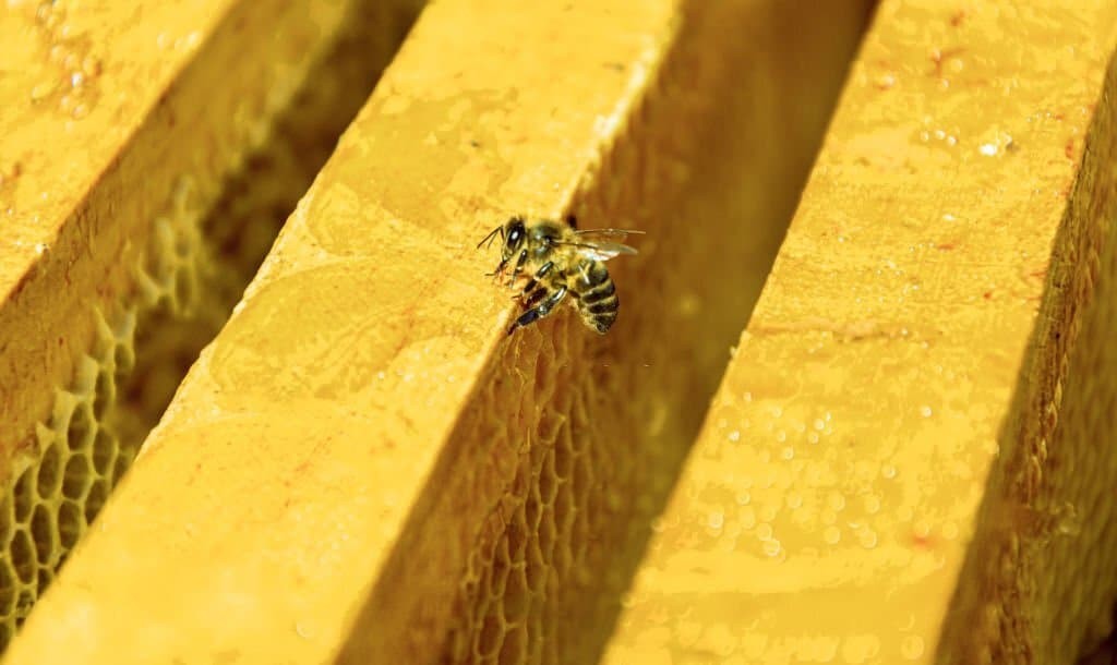 Sữa ong chúa được biết đến là loại dược liệu bổ dưỡng cho sức khỏe