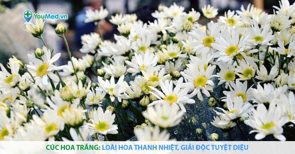 Cúc hoa trắng: Loài hoa thanh nhiệt, giải độc tuyệt diệu