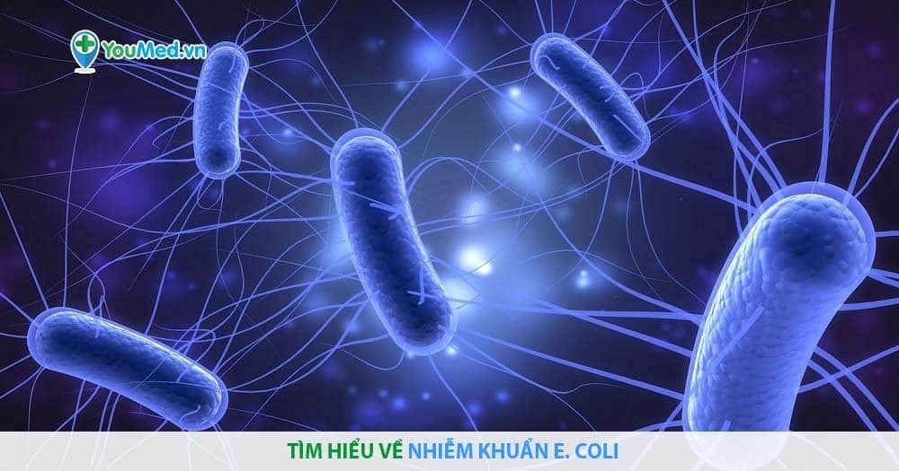 Tìm hiểu về nhiễm khuẩn E. coli