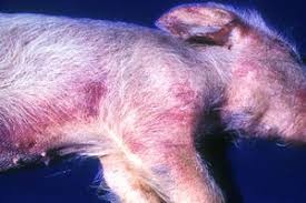 Bệnh dịch tả lợn Châu Phi: những dấu hiệu bệnh cần chú ý 3