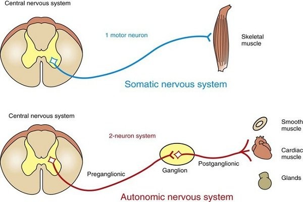 Cấu trúc của hệ thần kinh giao cảm