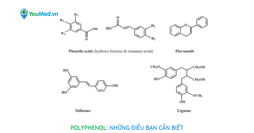 Bạn biết gì về Polyphenol?