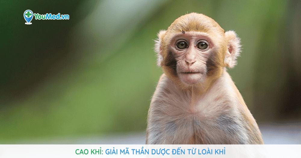 Cao Khỉ: Giải mã thần dược đến từ loài Khỉ