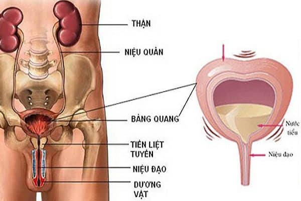 Kích hoạt hệ giao cảm làm ứ đọng nước tiểu ở bàng quang