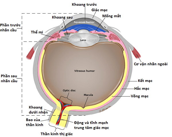 Aqueous humor: Thuỷ dịch. Lens: Thuỷ tinh thể. Vitreous humor: Dịch kính. Optic disc: Gai thị giác - chỗ nối với thần kinh thị giác. Macula: Hoàng điểm.