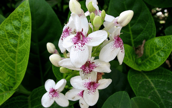 Hoa của Cây Xuân hoa có màu trắng pha tím