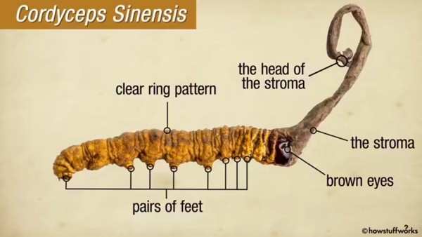 Đông trùng hạ thảo Cordyceps sinensis