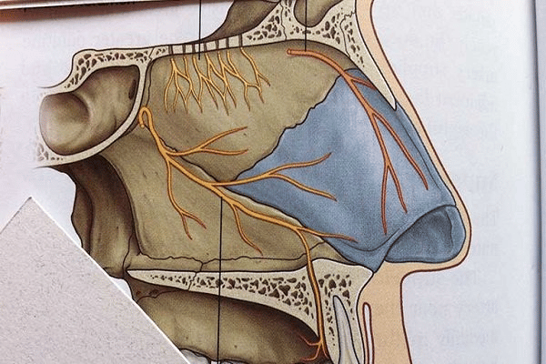  Các dây thần kinh tại khoang mũi