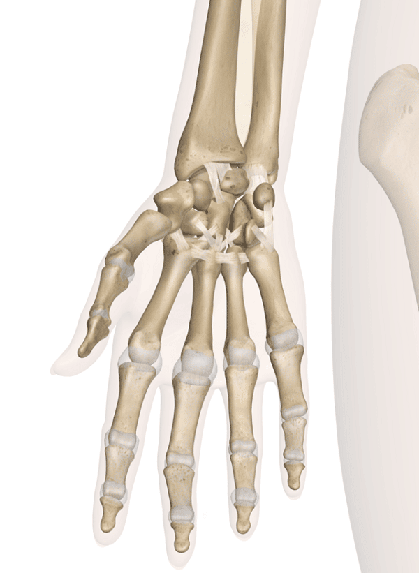  Giải phẫu xương vùng cổ tay