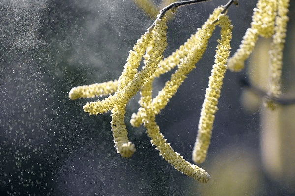  Số lượng phấn hoa trong không khí cao làm cho cơn hen nặng hơn