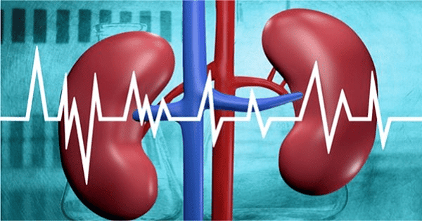 Các động mạch thận là gì?