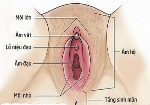 Cấu tạo giải phẫu